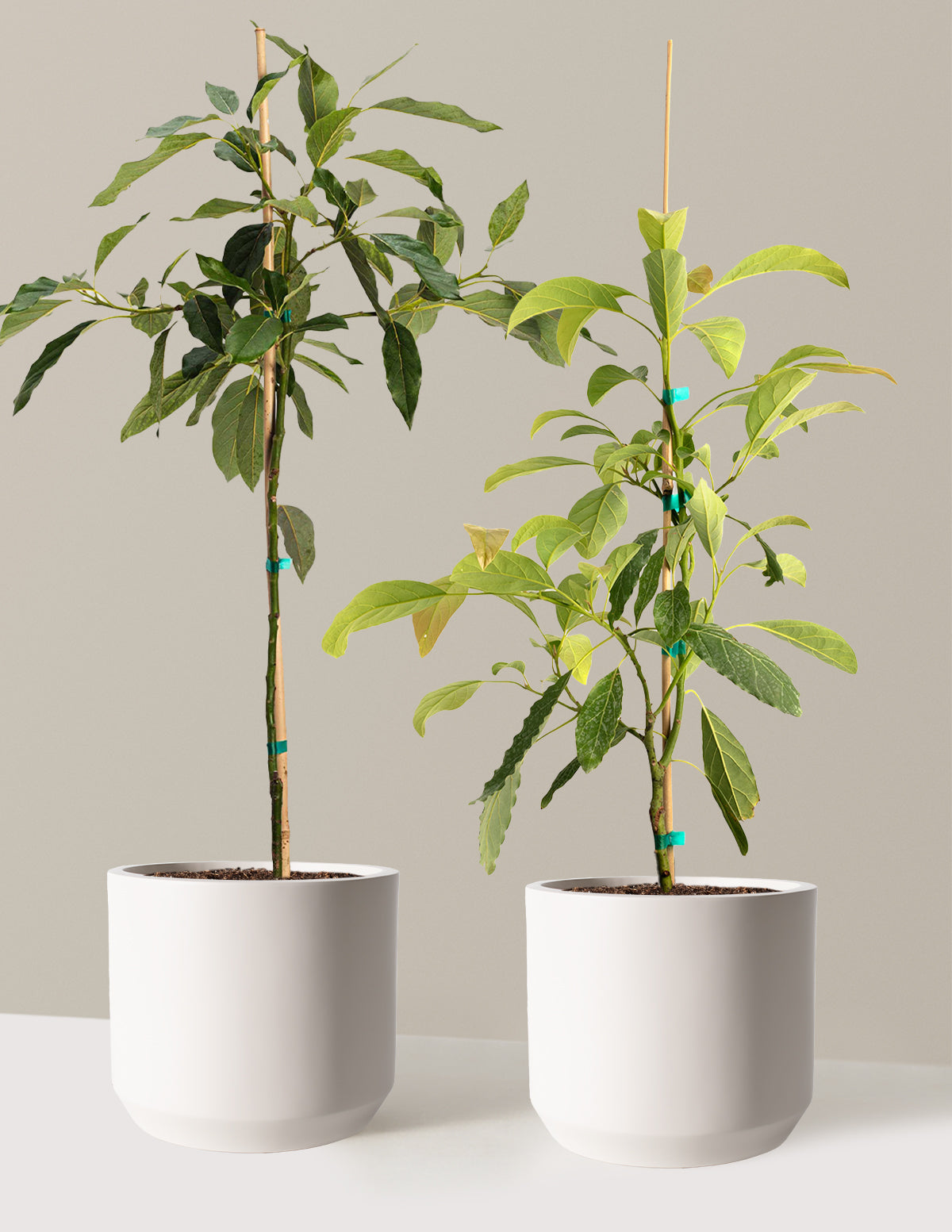 Avocado Tree Bundle