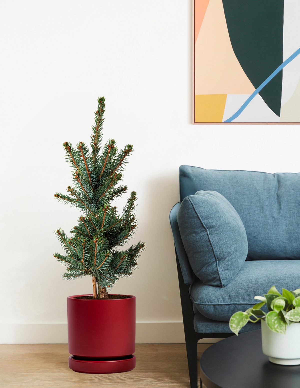 Baby Blue Eyes Spruce