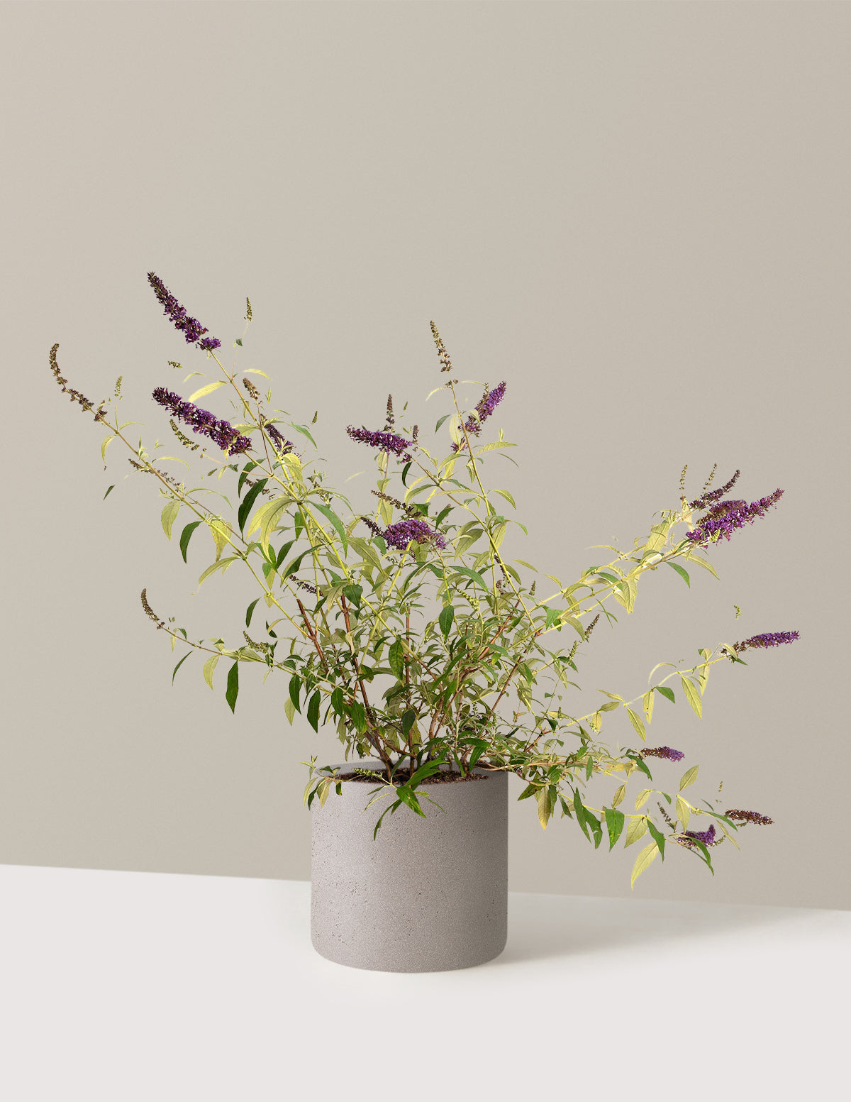 Black Knight Butterfly Bush