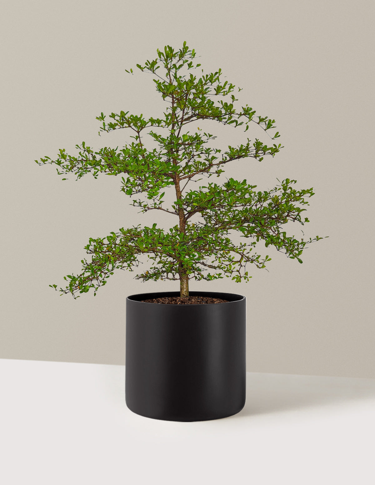 Black Olive Tree