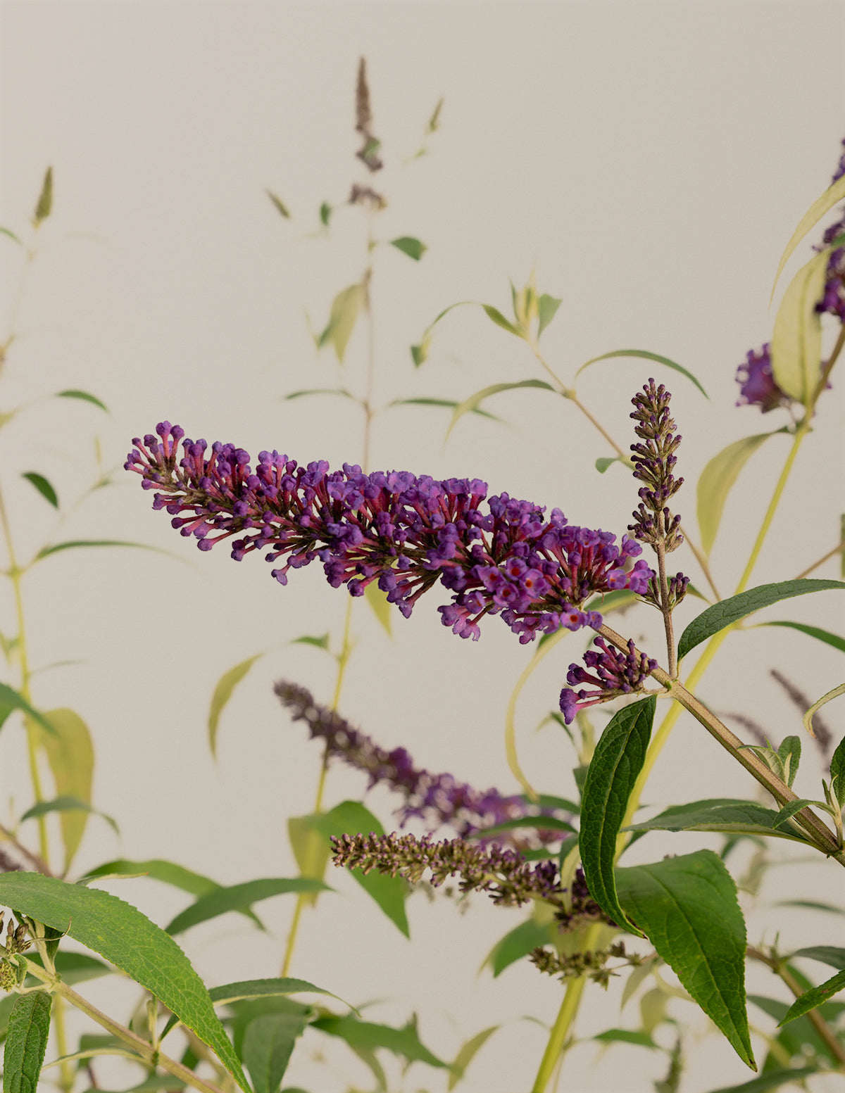 Black Knight Butterfly Bush