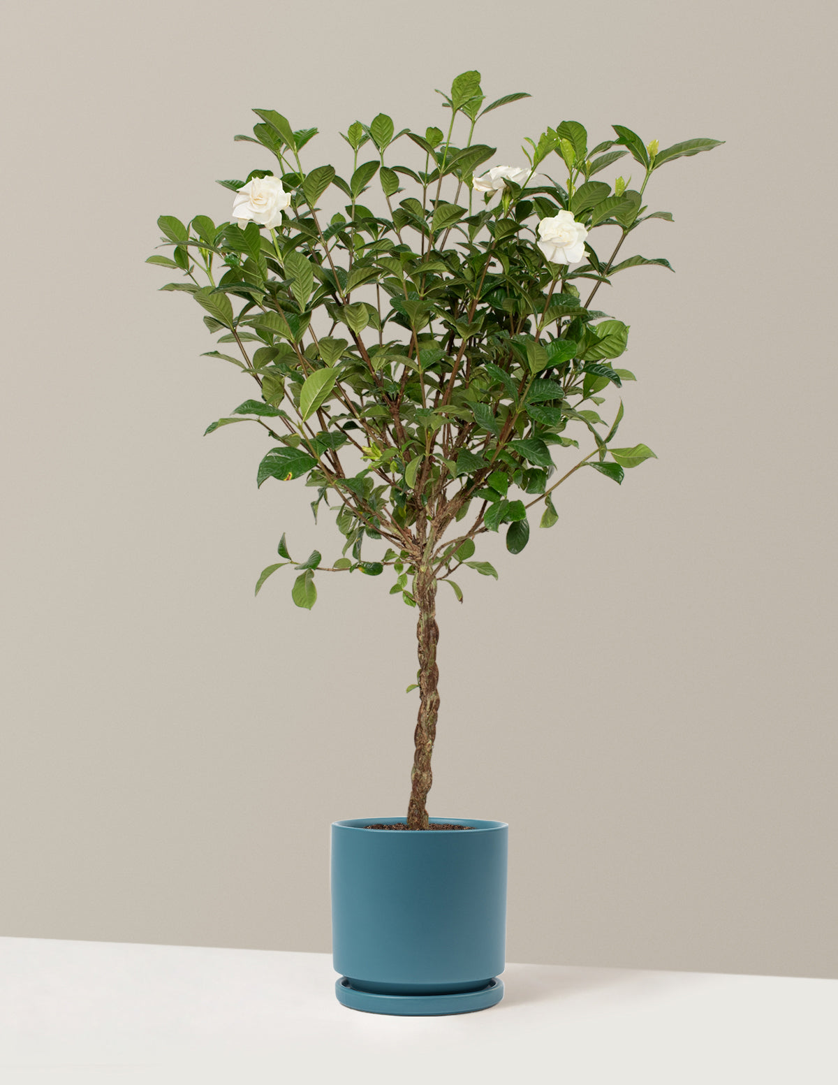Large Braided Gardenia