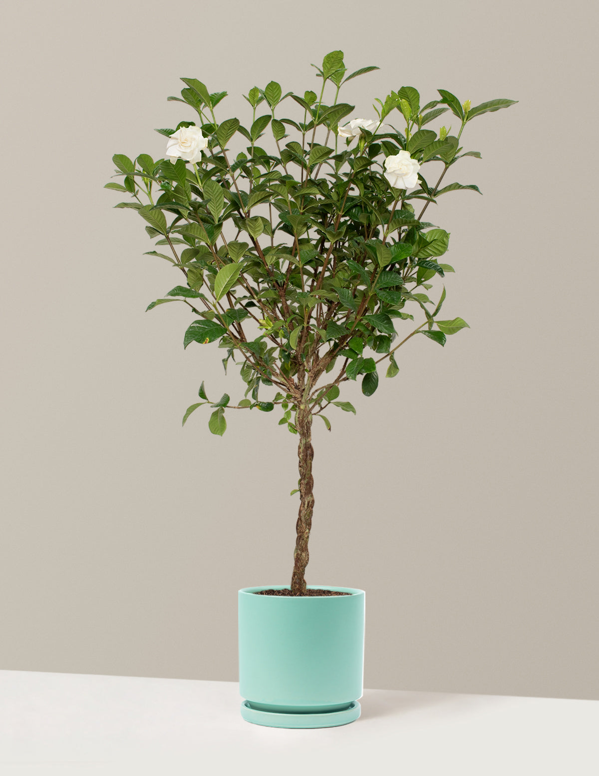 Large Braided Gardenia