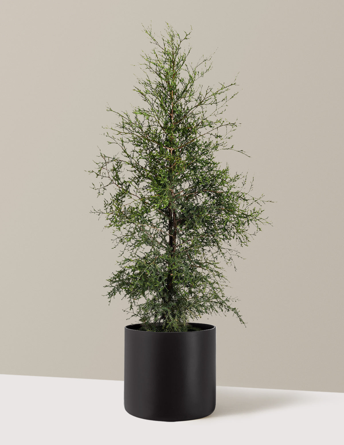 Brodie Eastern Red Cedar