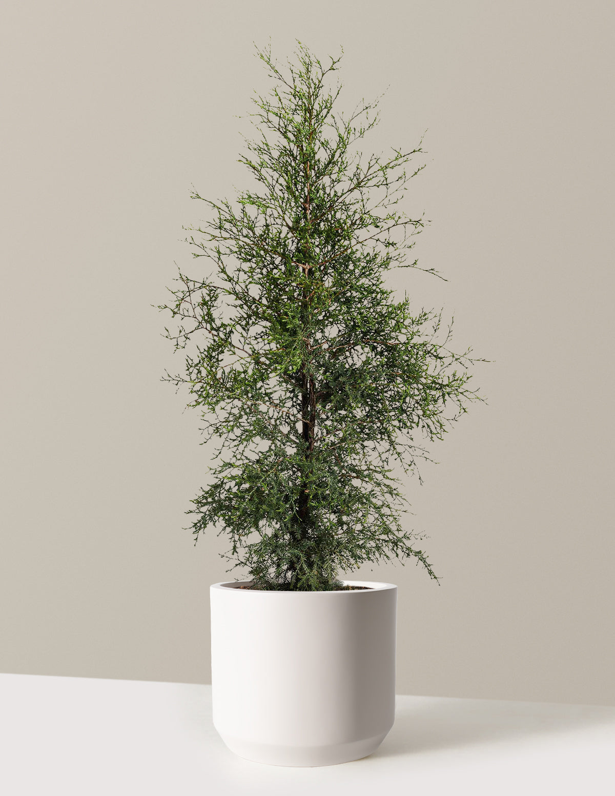 Brodie Eastern Red Cedar
