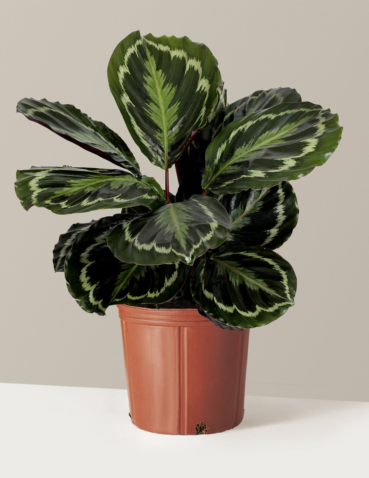 Calathea Medallion