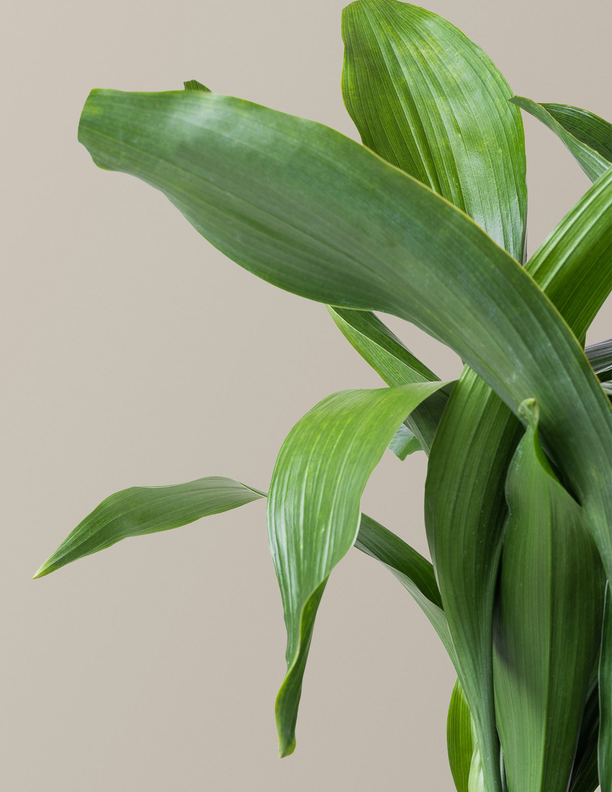 Large Cast Iron Plant