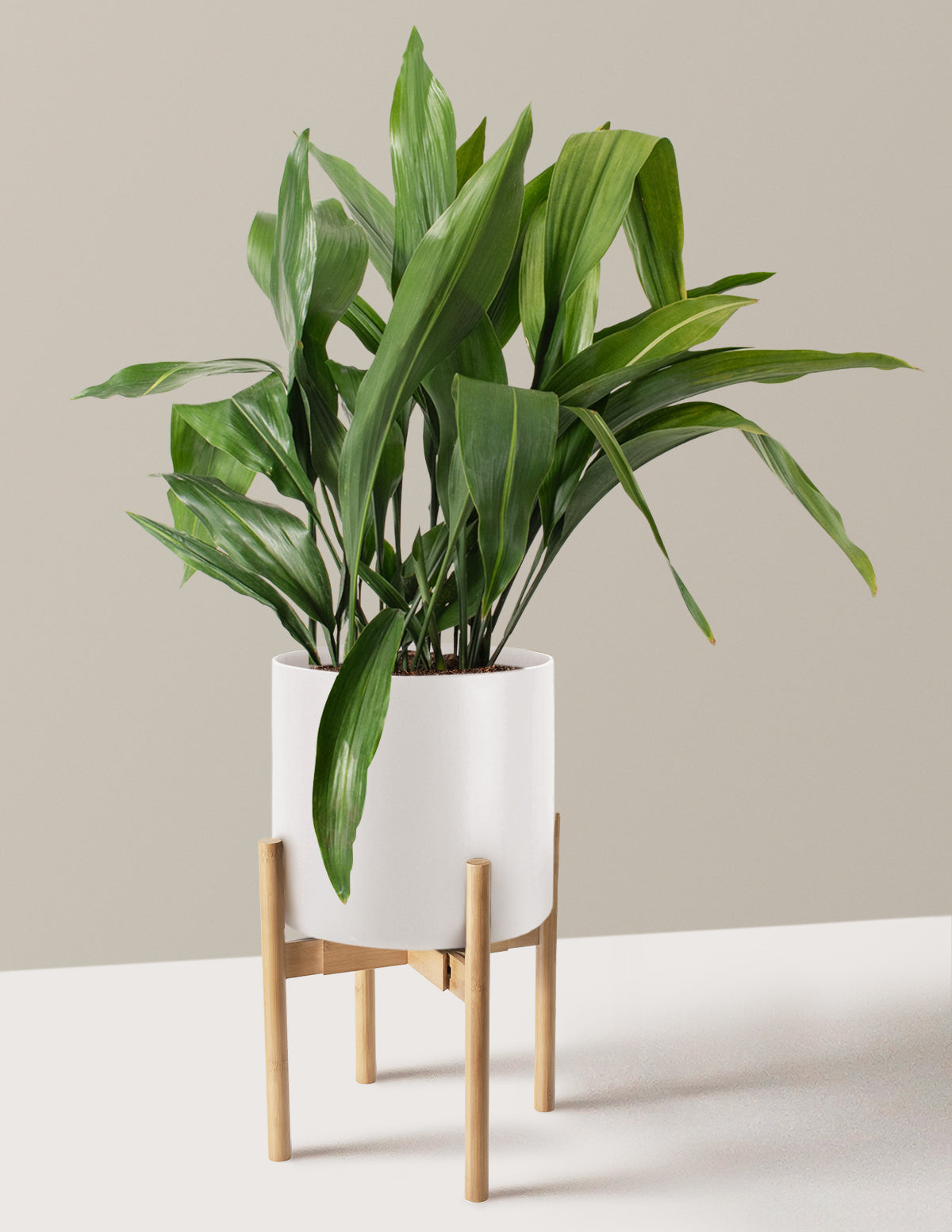 Large Cast Iron Plant