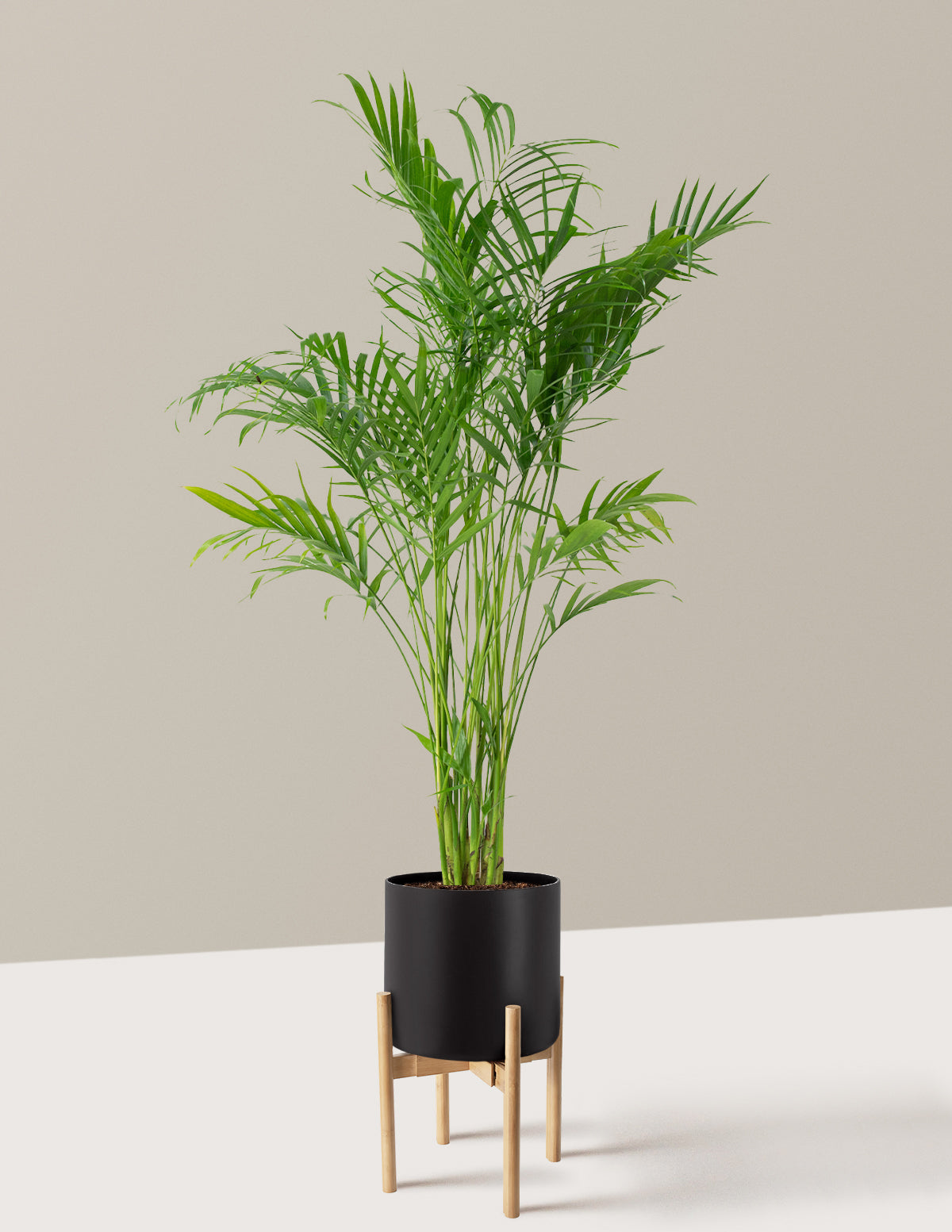Large Cat Palm