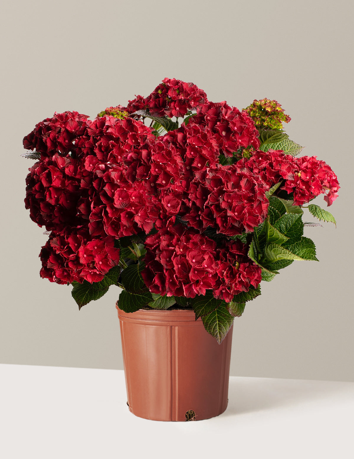 Cherry-Go-Round® Hydrangea