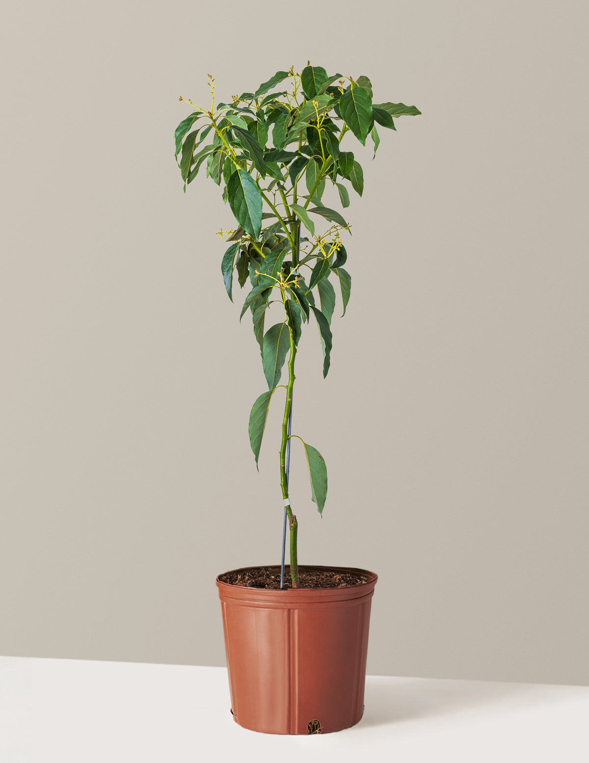 Cold Hardy Avocado Tree