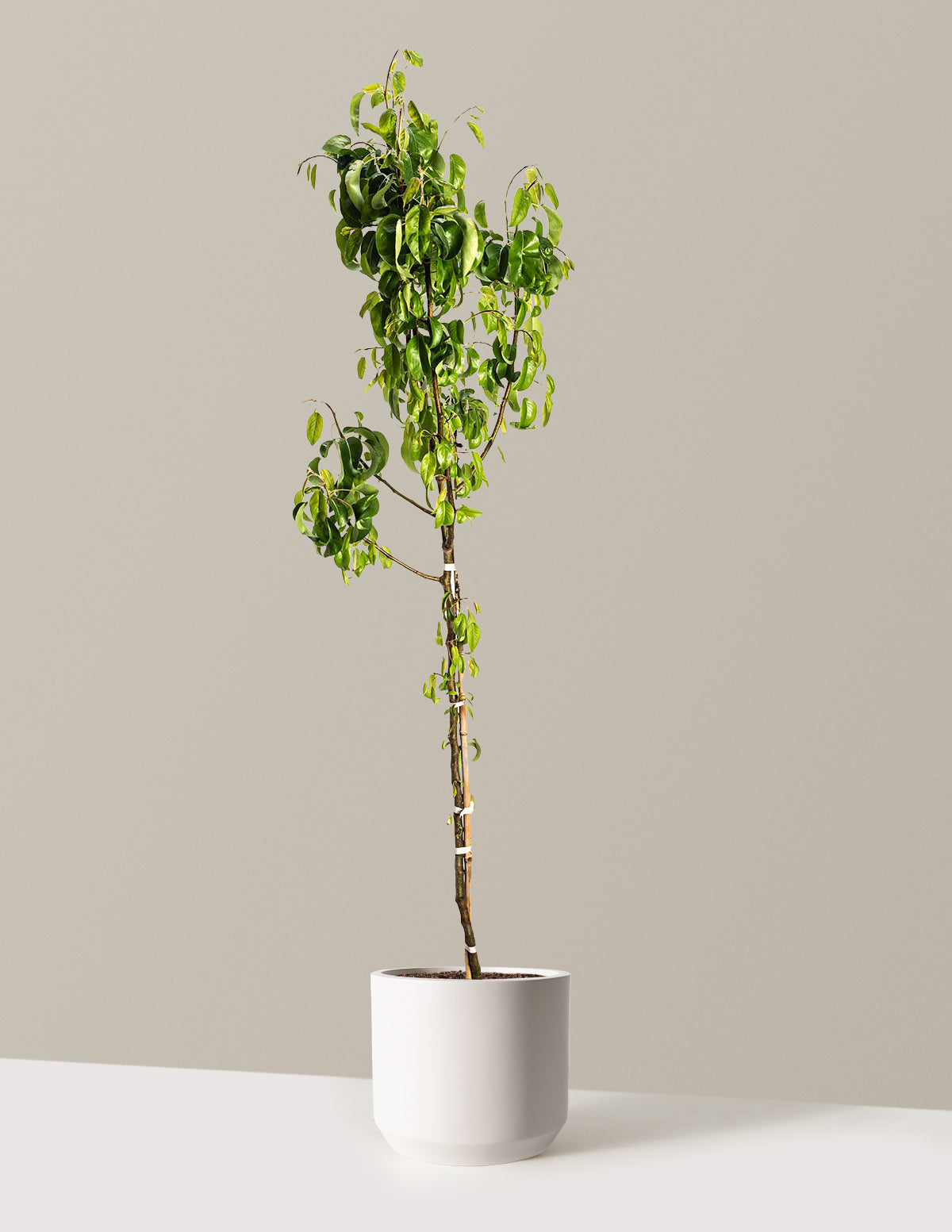 D'Anjou Pear Tree
