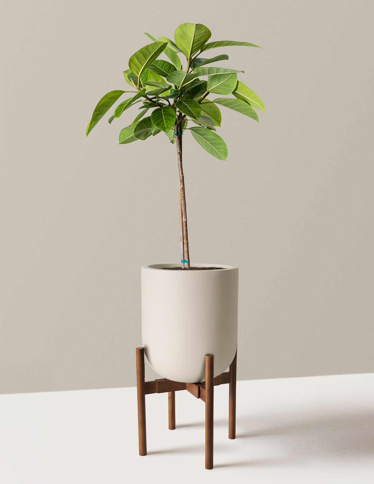 Large Ficus Altissima Tree