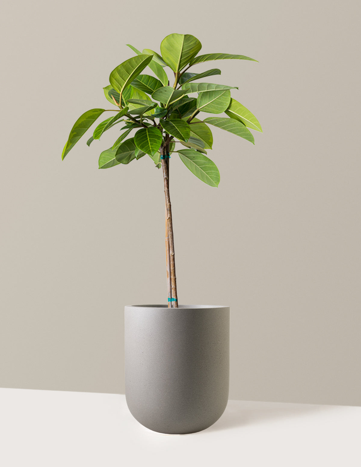 Large Ficus Altissima Tree