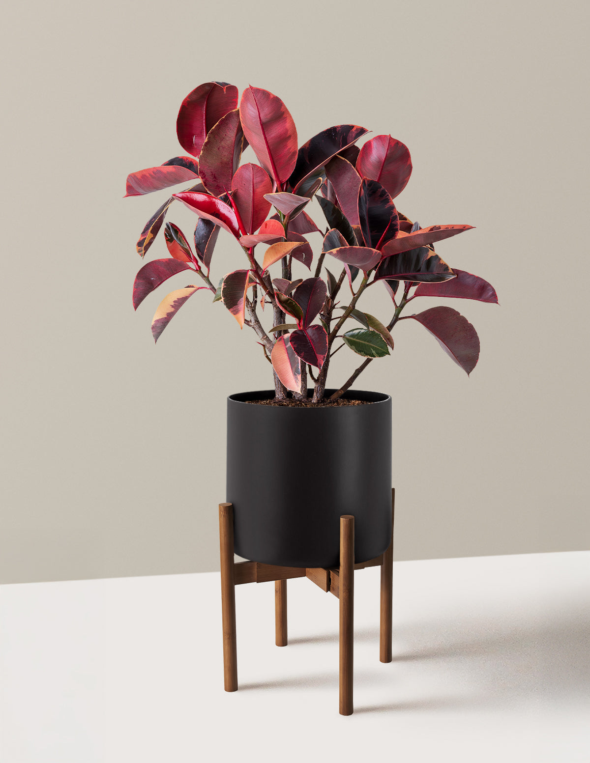 Ficus Ruby