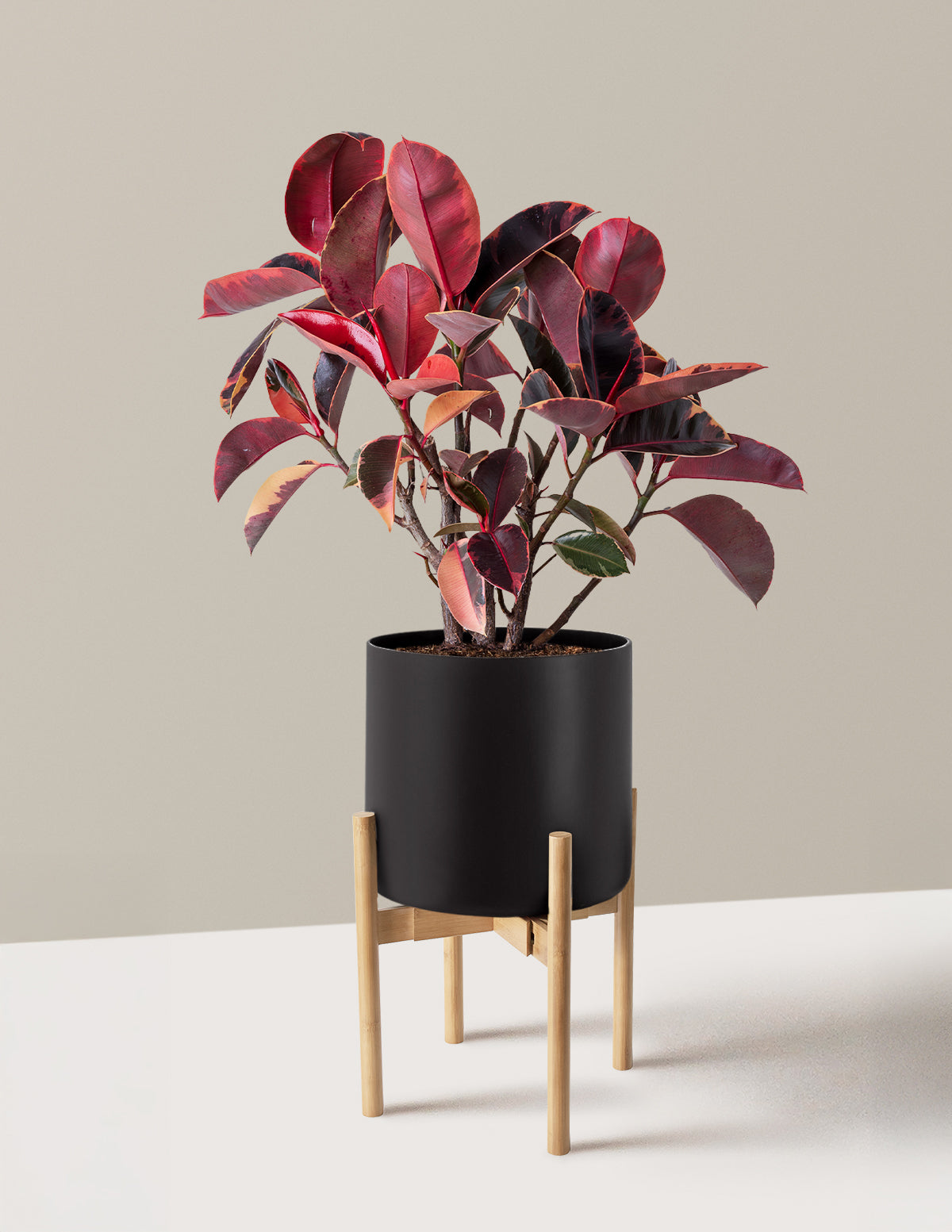 Ficus Ruby