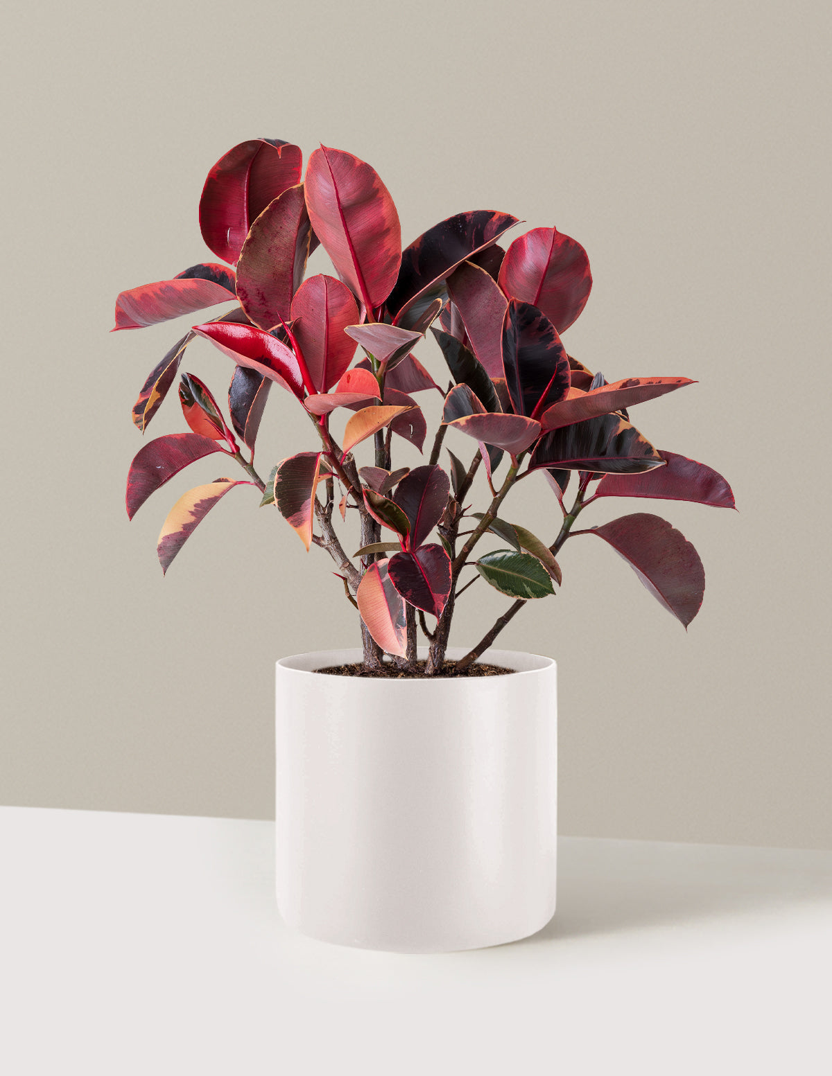 Ficus Ruby