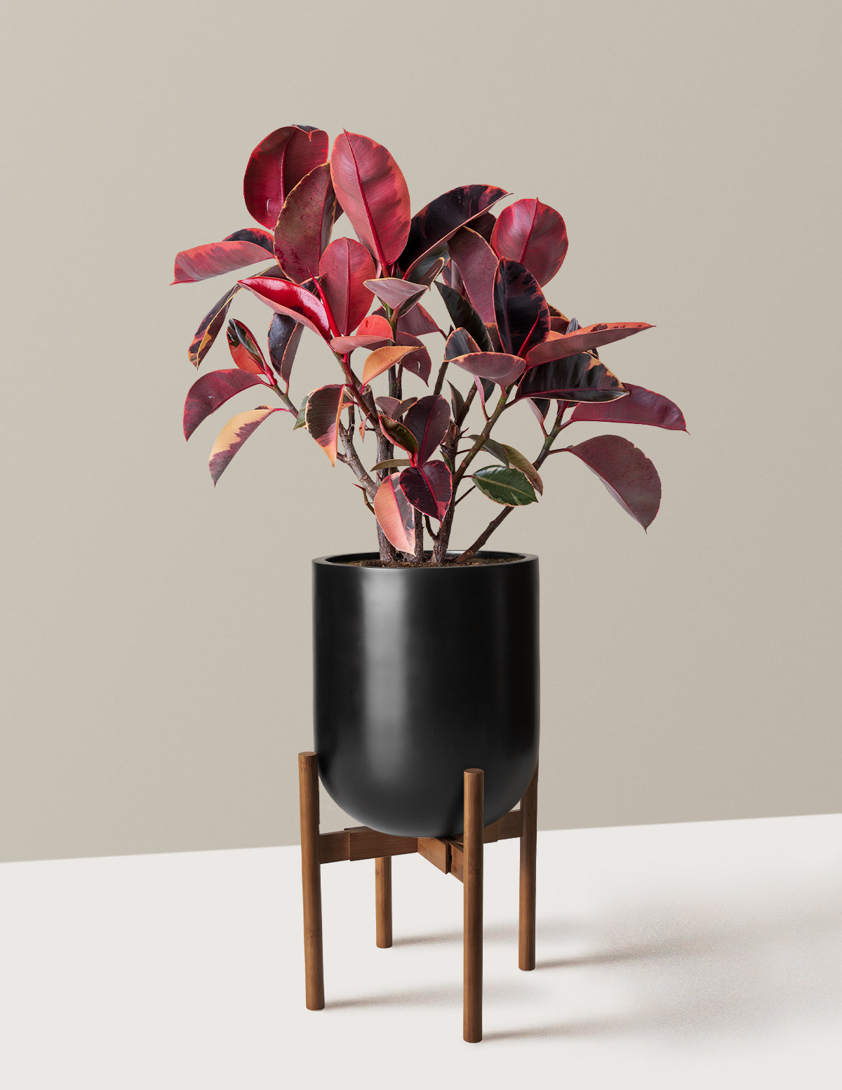 Ficus Ruby