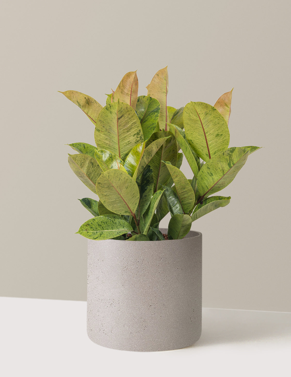 Ficus Shivereana