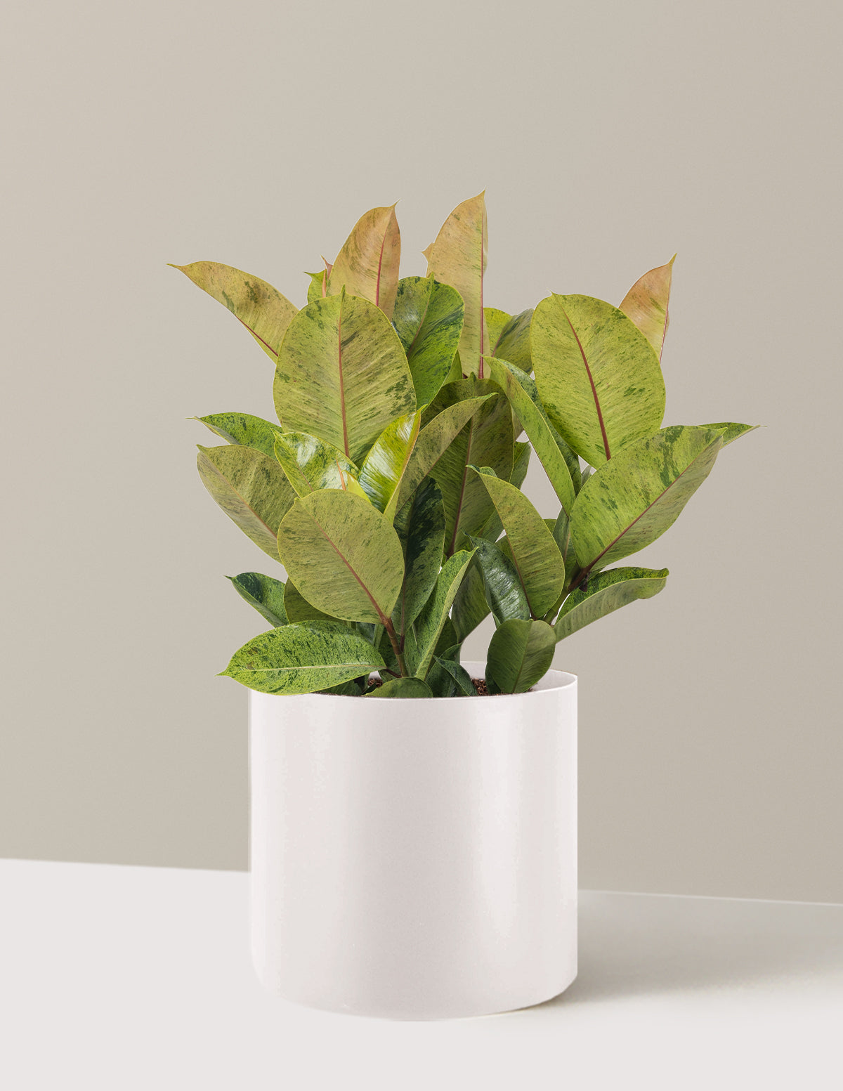Ficus Shivereana