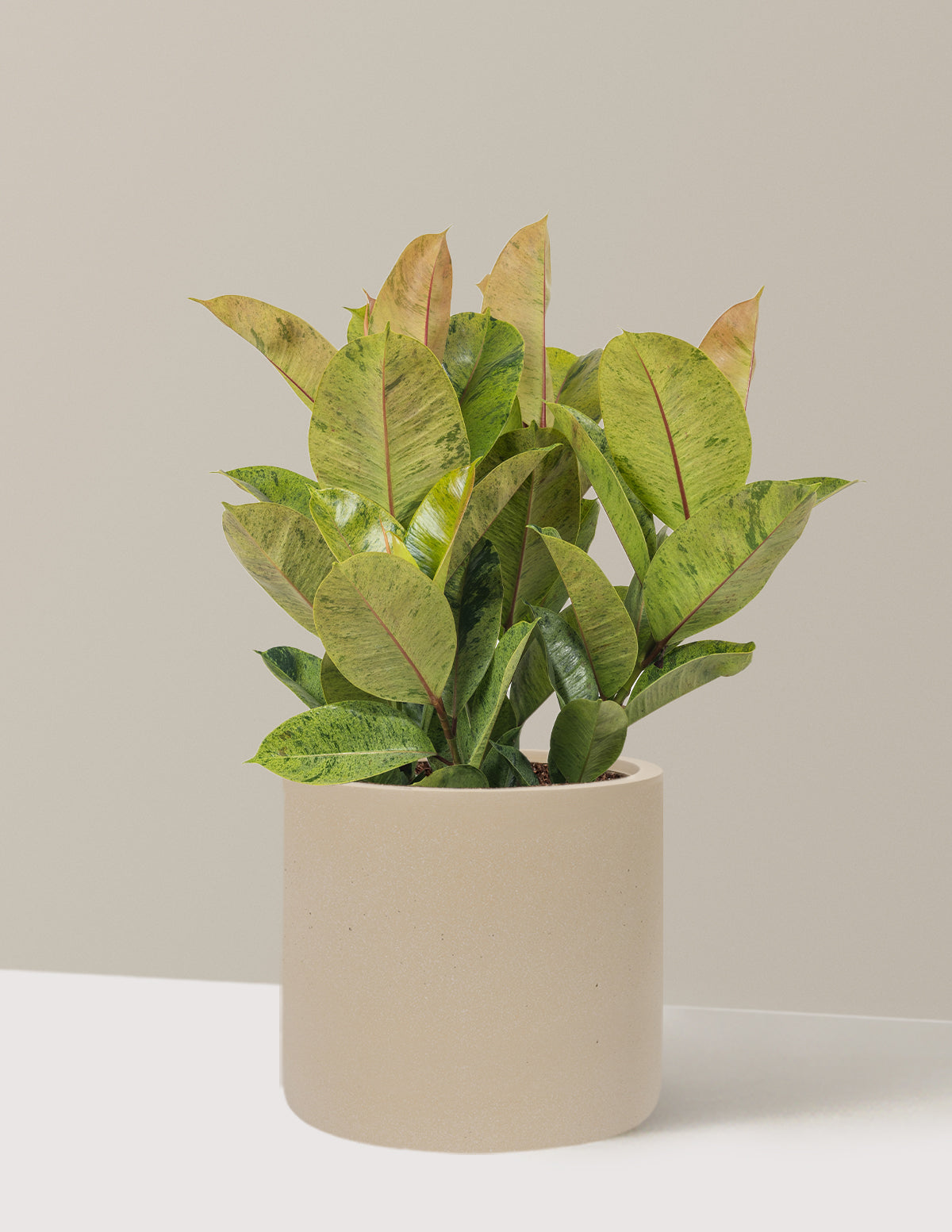 Ficus Shivereana