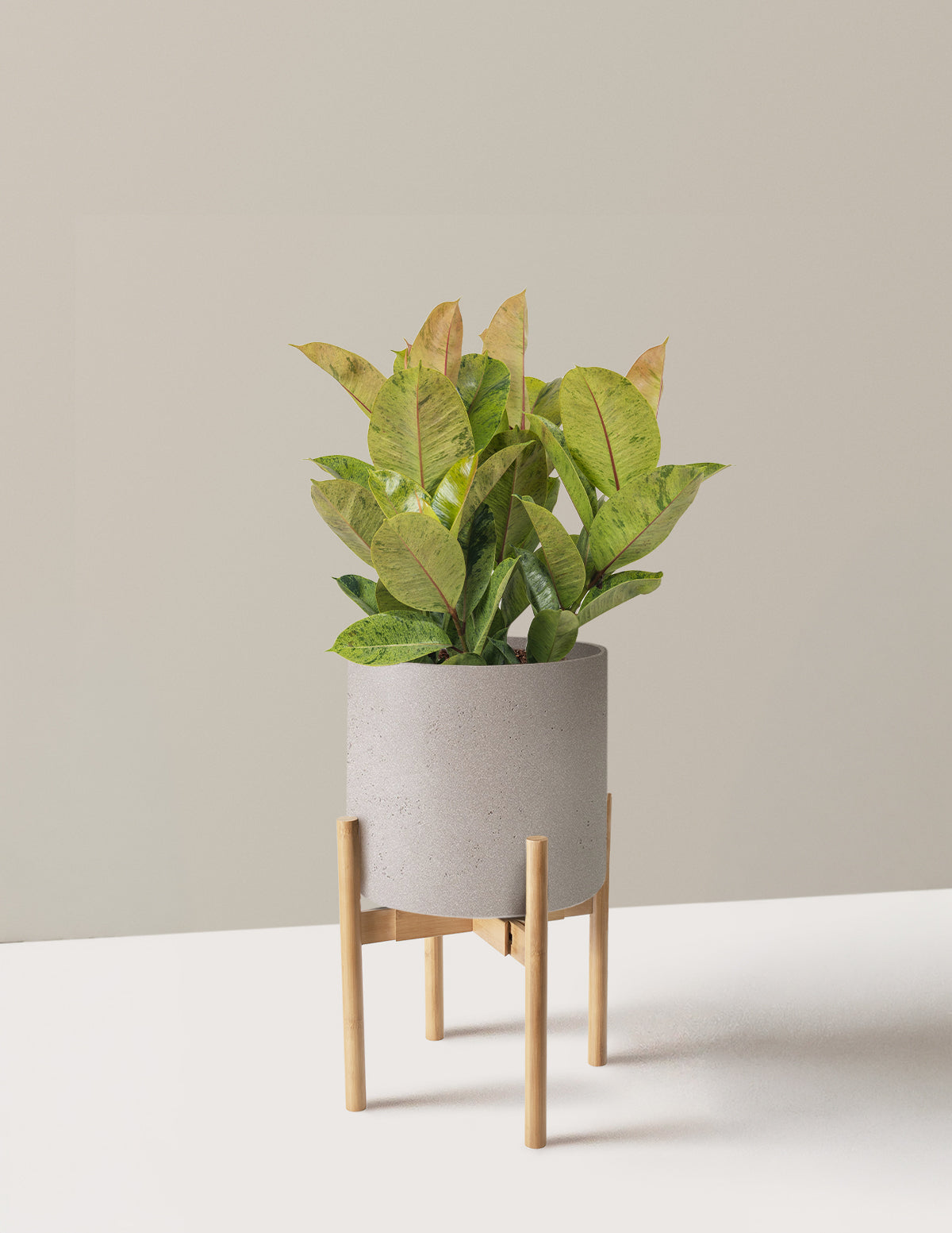 Ficus Shivereana