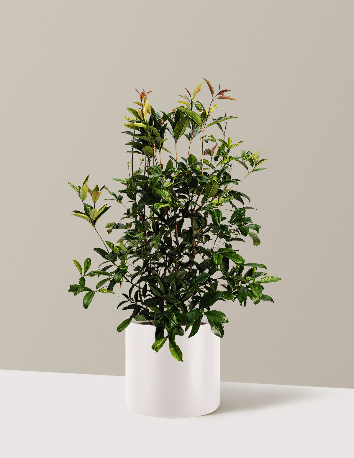 Fragrant Tea Olive Tree