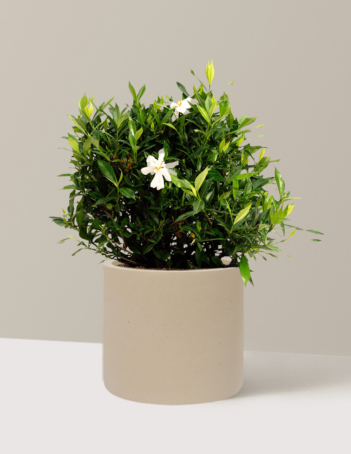 Frost Proof Gardenia