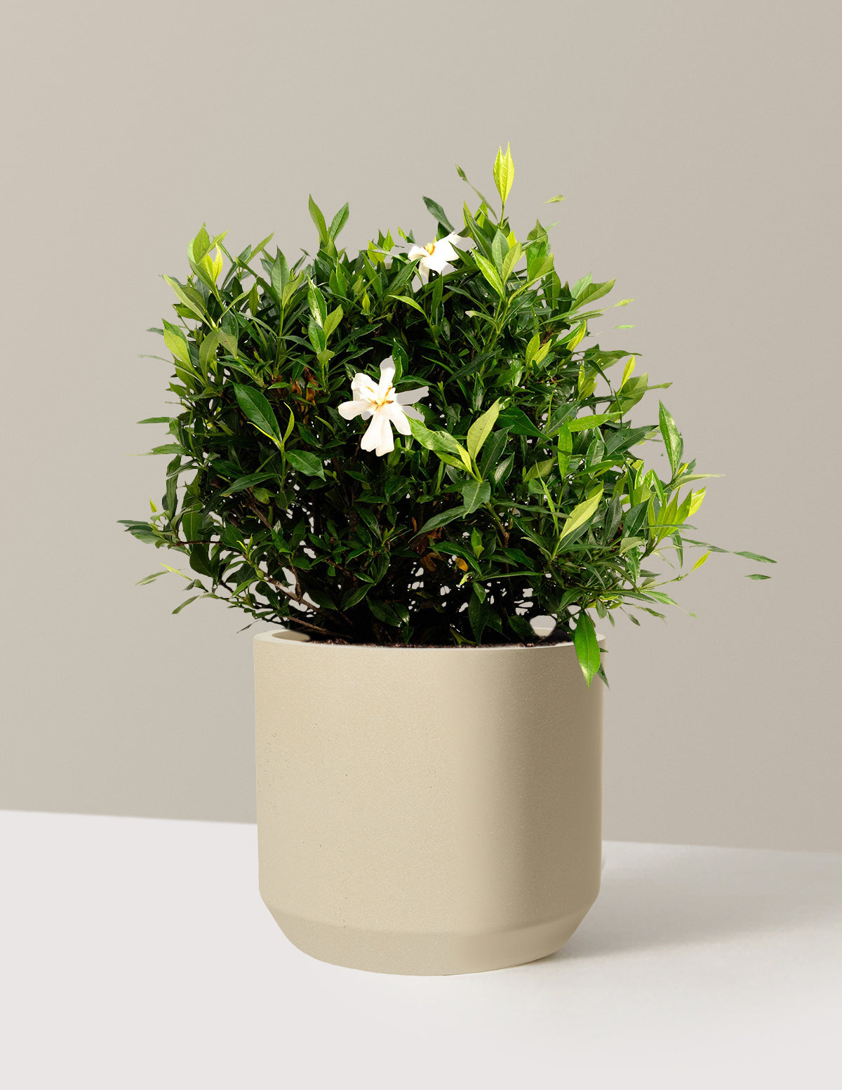 Frost Proof Gardenia