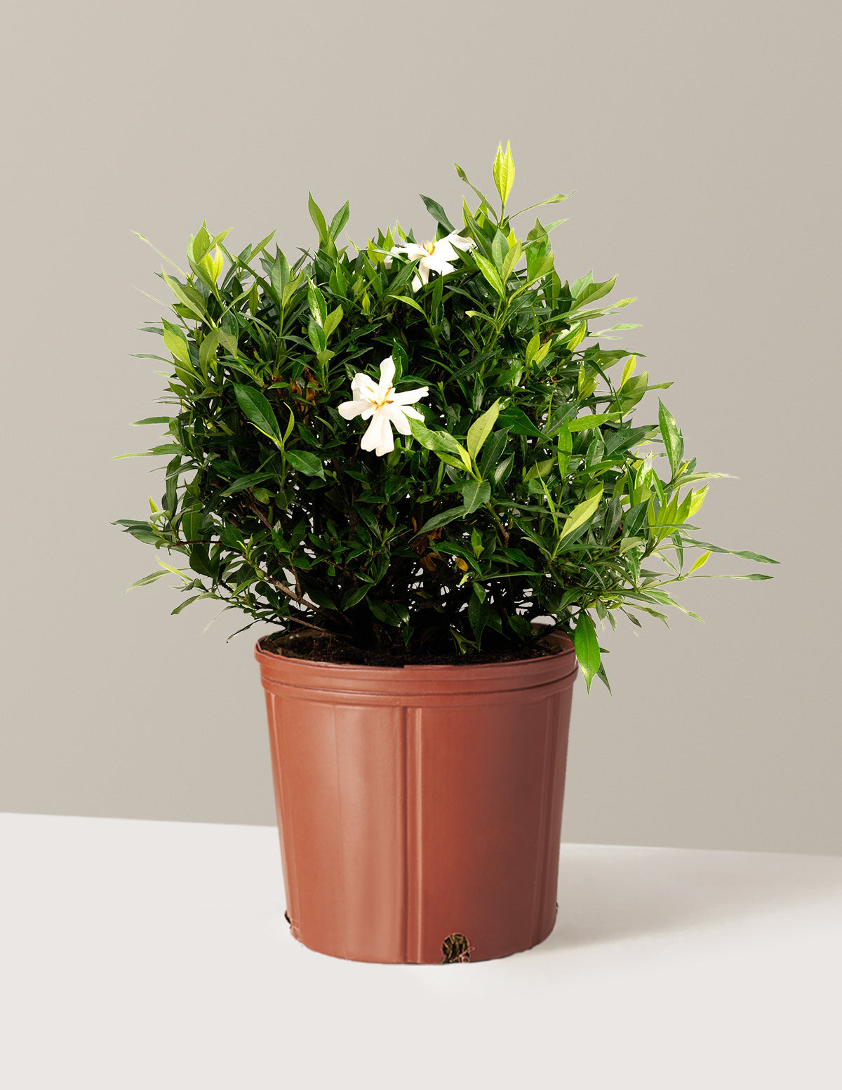 Frost Proof Gardenia
