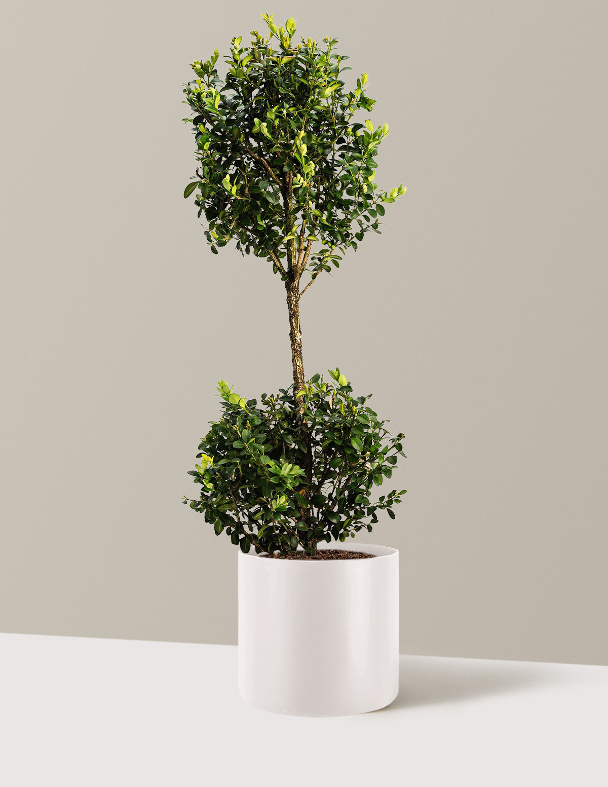 Green Mountain Topiary Boxwood (Ball)