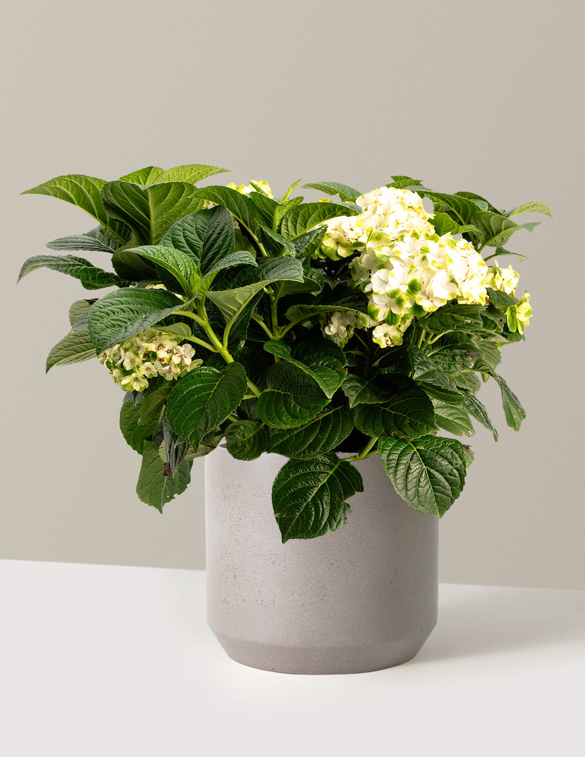 Grin and Tonic™ Reblooming Hydrangea