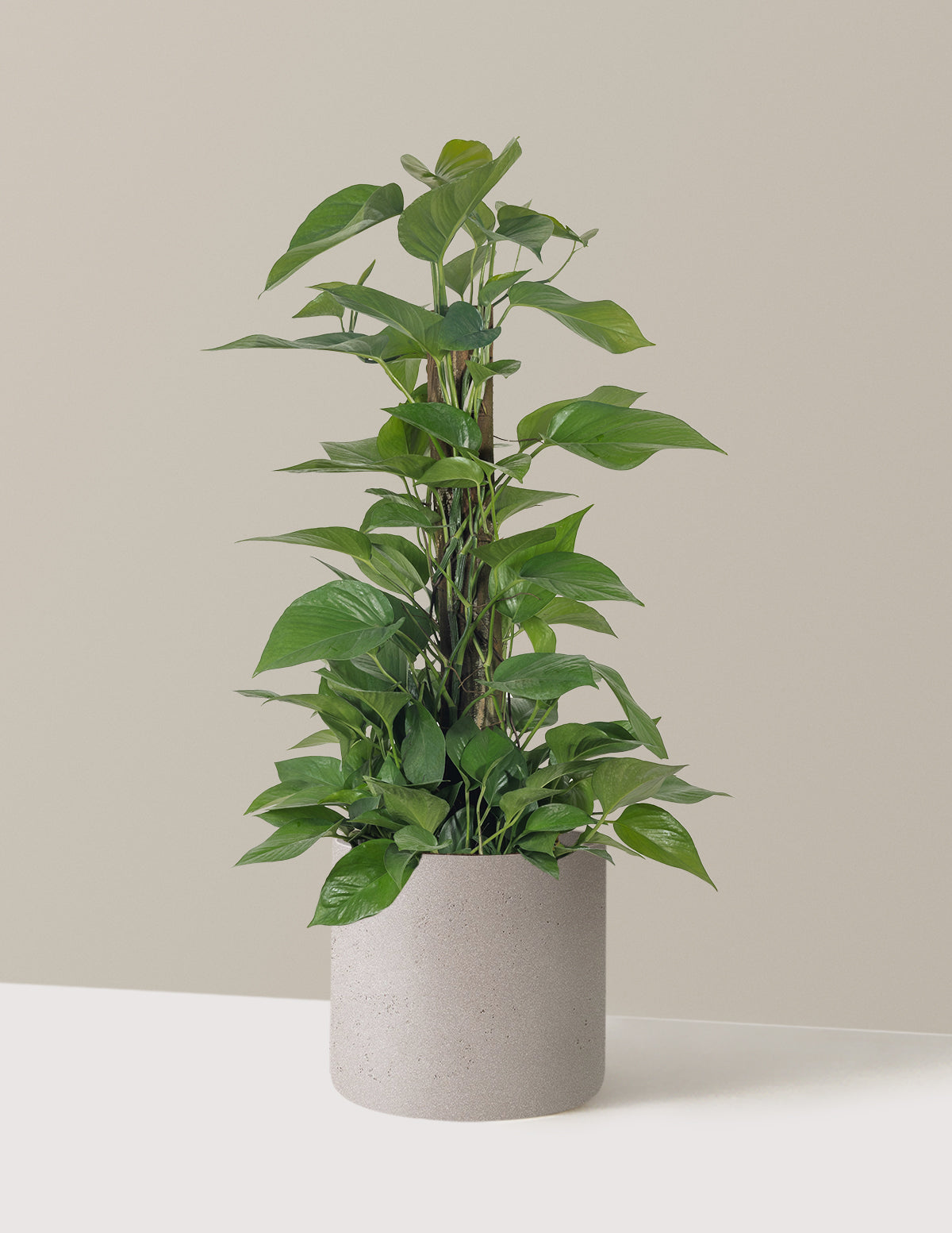 Jade Pothos Totem