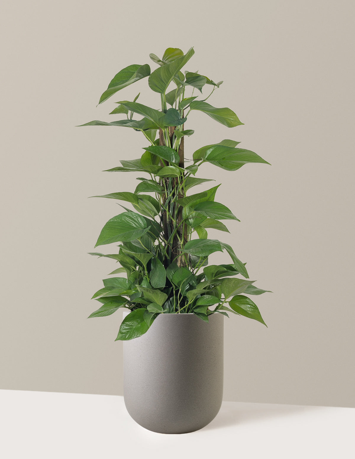 Jade Pothos Totem