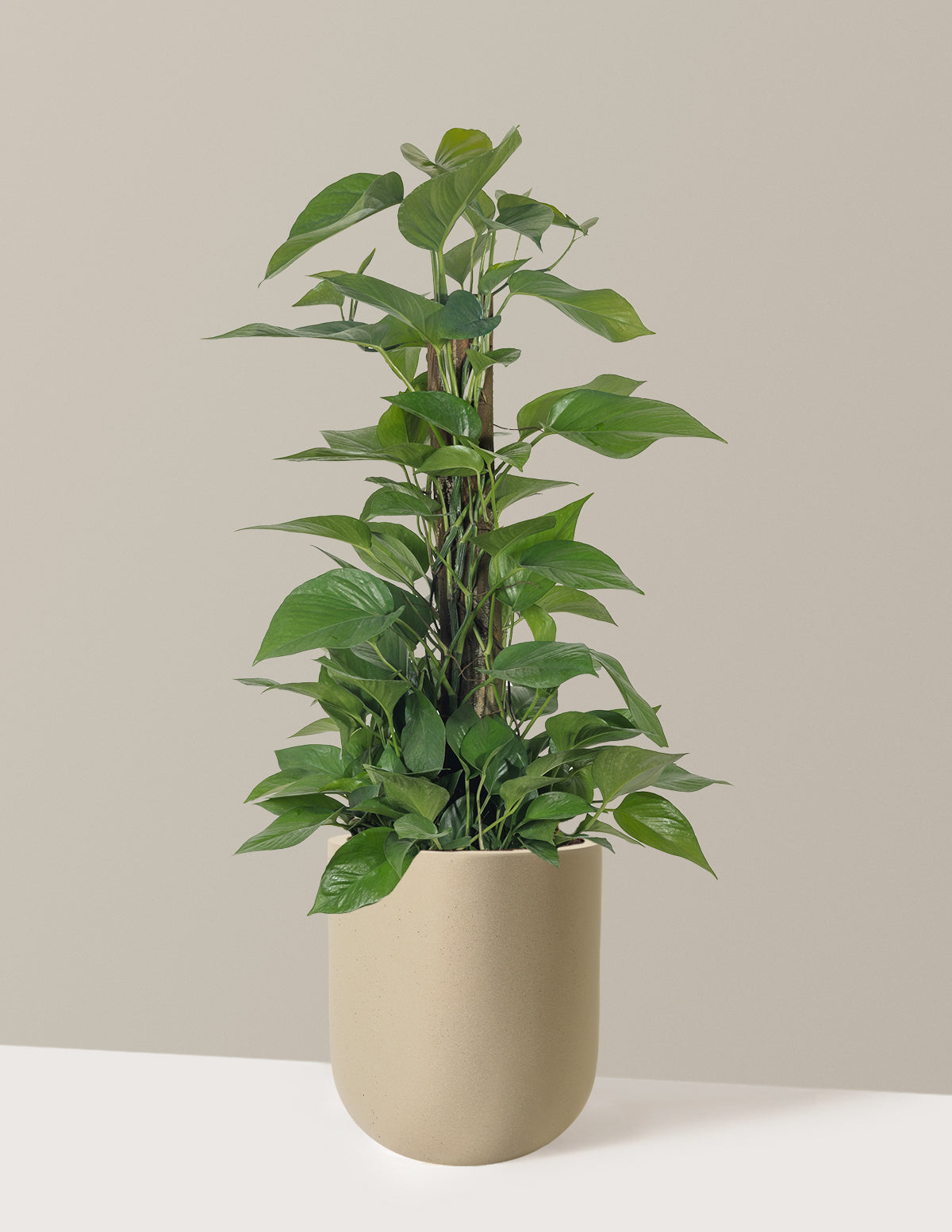 Jade Pothos Totem