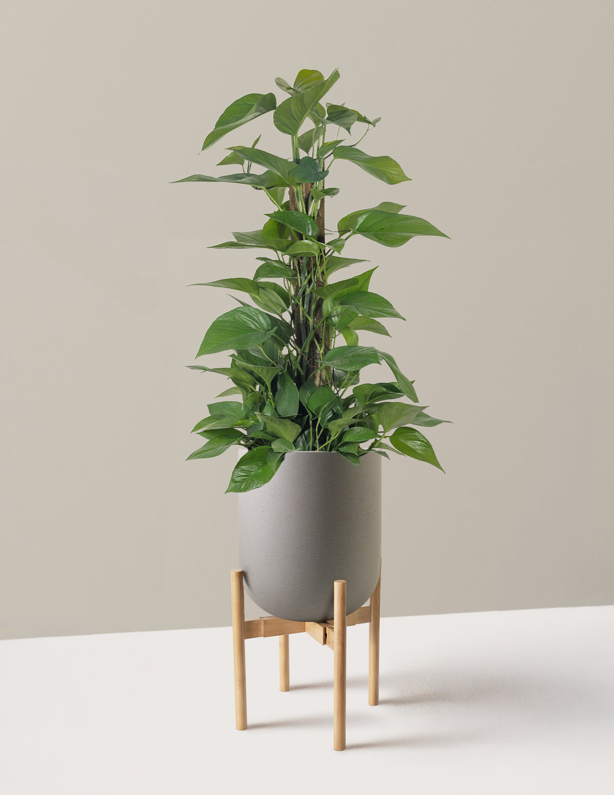 Jade Pothos Totem