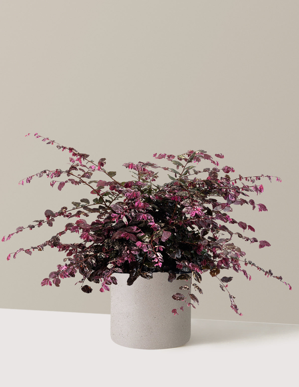 Jazz Hands Variegated® Loropetalum