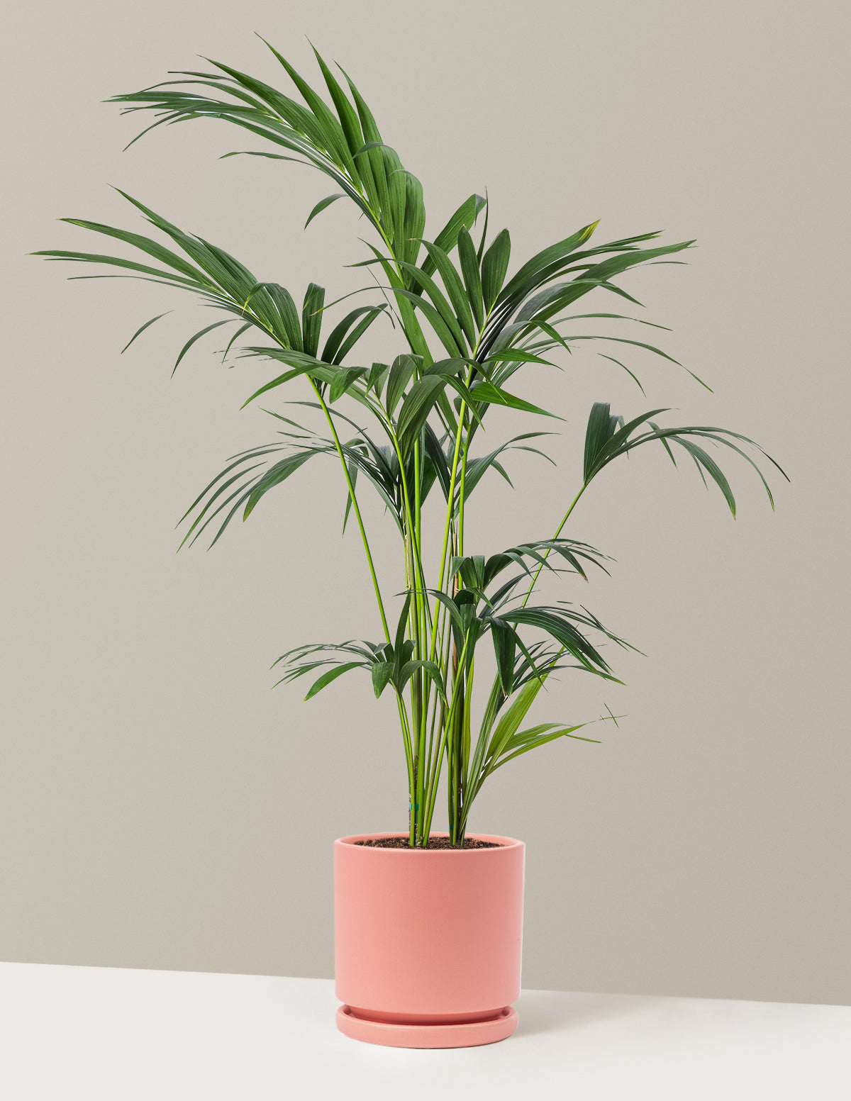 Kentia Palm