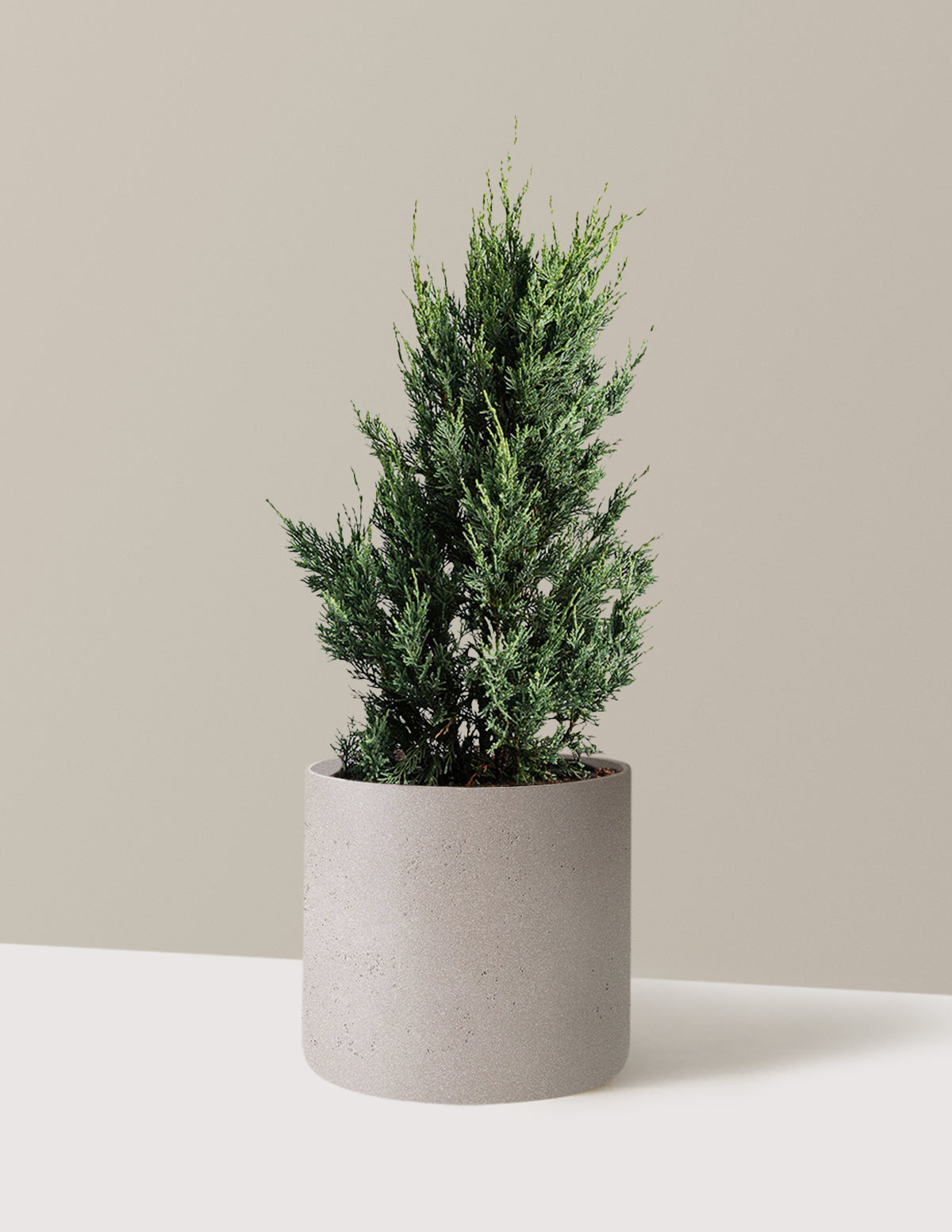 Moonglow Juniper Tree