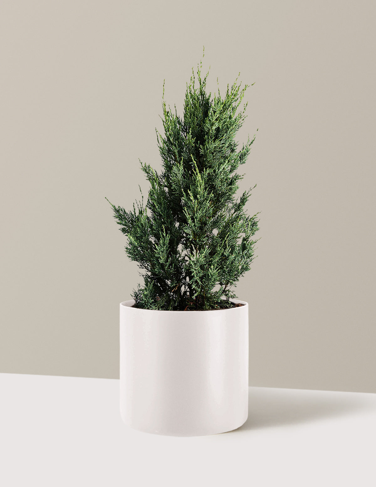 Moonglow Juniper Tree