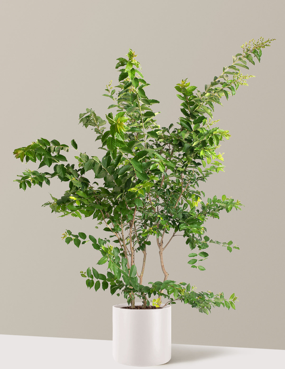 Natchez Crapemyrtle