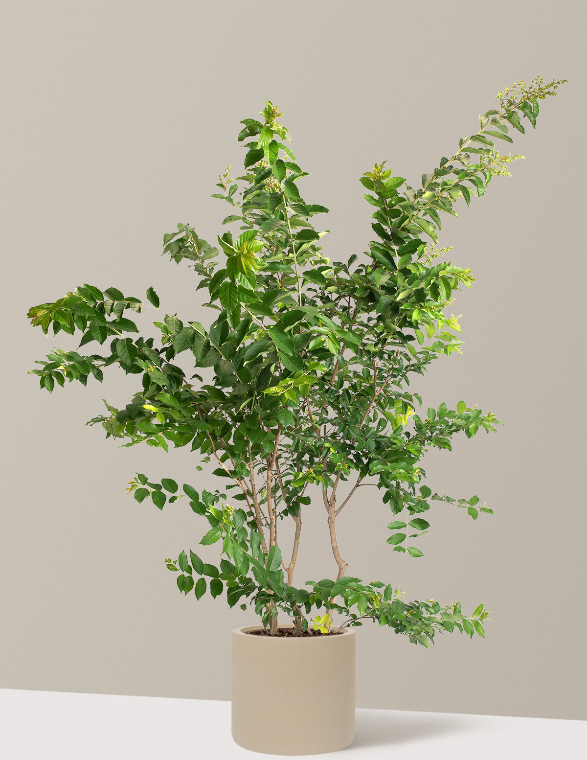 Natchez Crapemyrtle