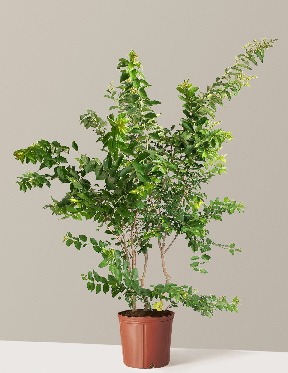 Natchez Crapemyrtle