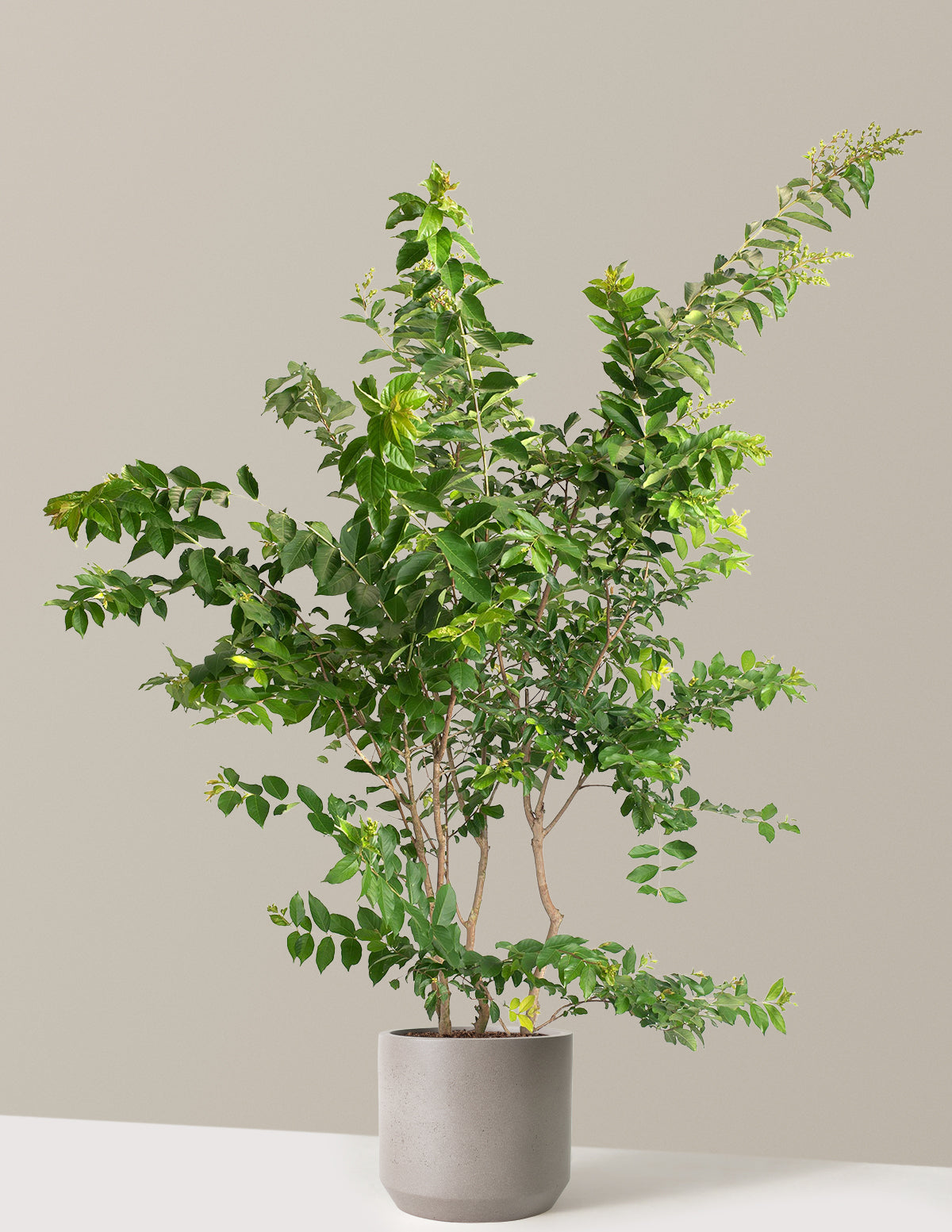 Natchez Crapemyrtle