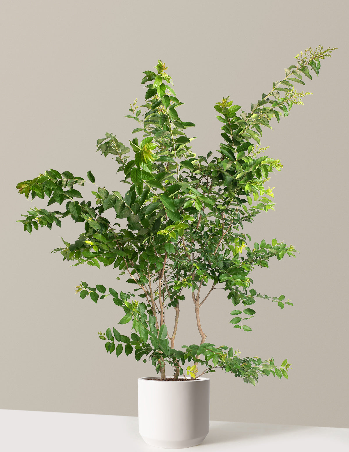 Natchez Crapemyrtle