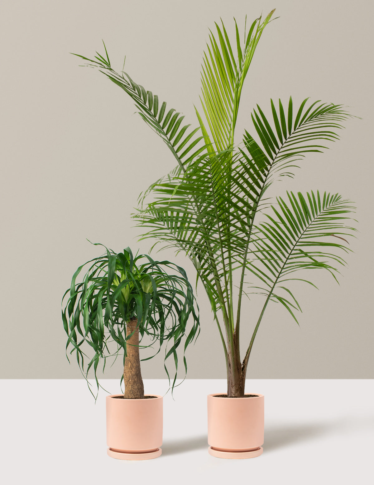 The Palm Bundle