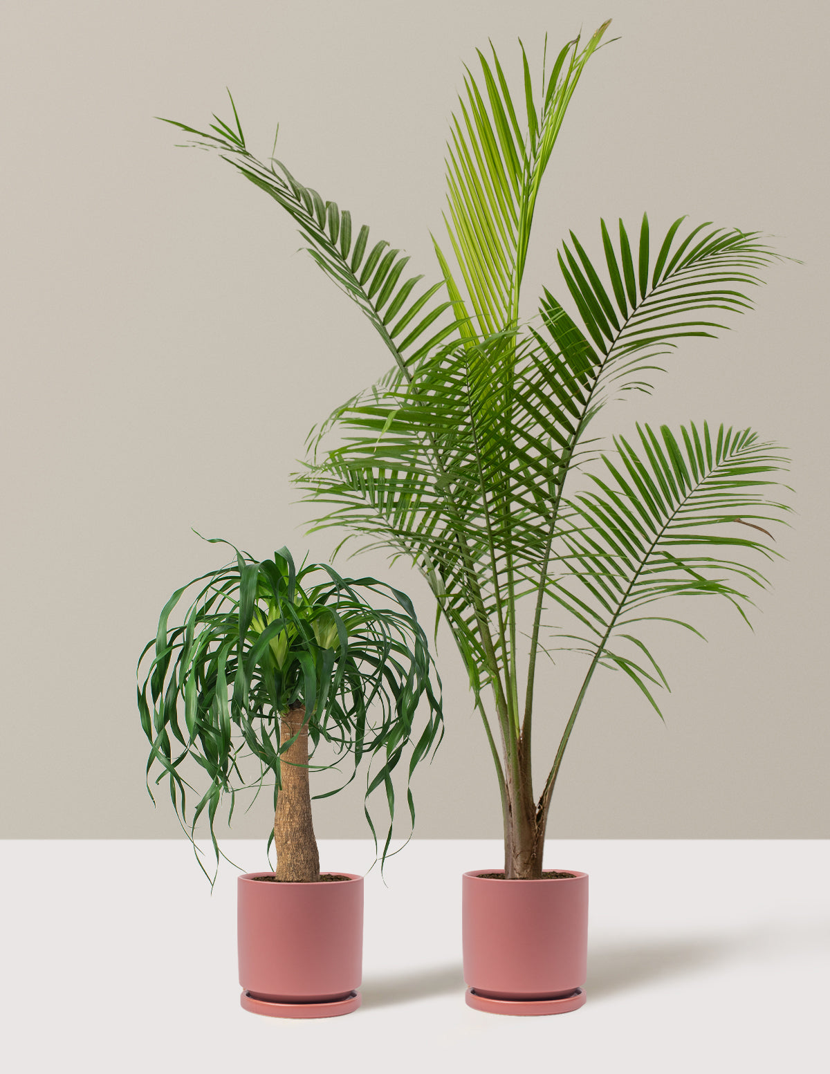 The Palm Bundle
