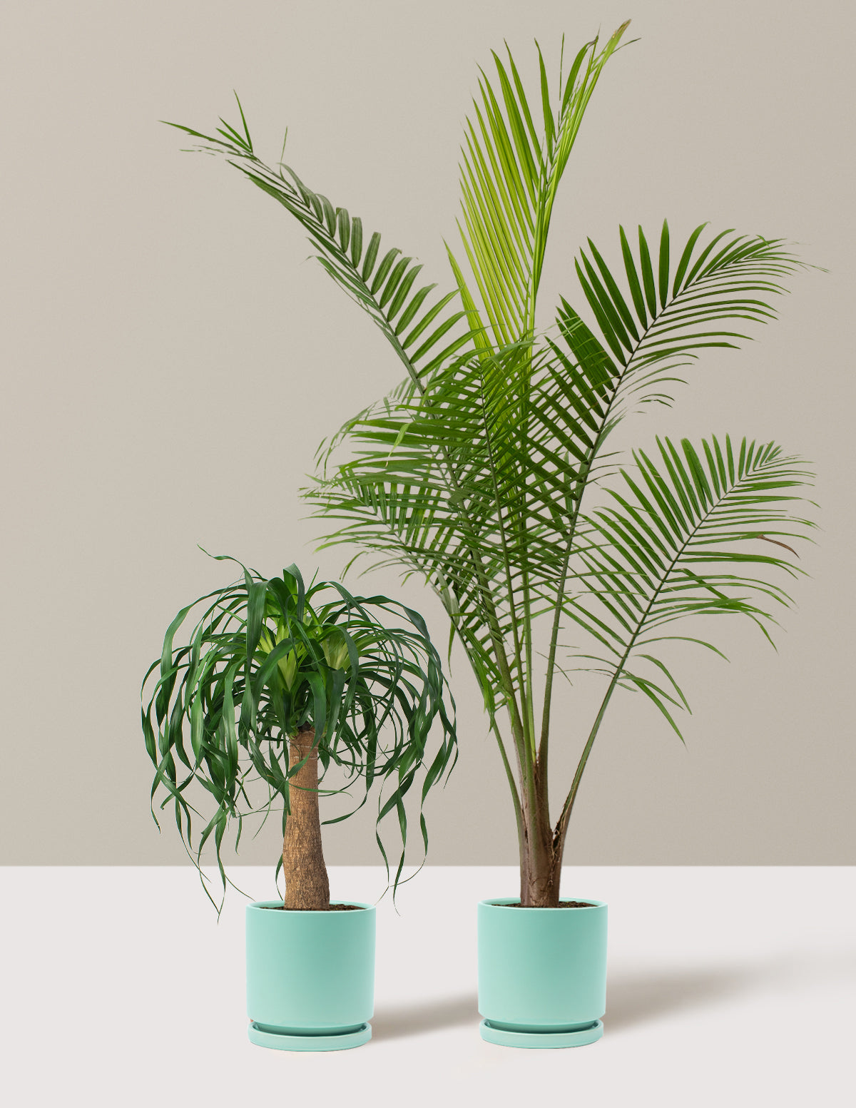 The Palm Bundle