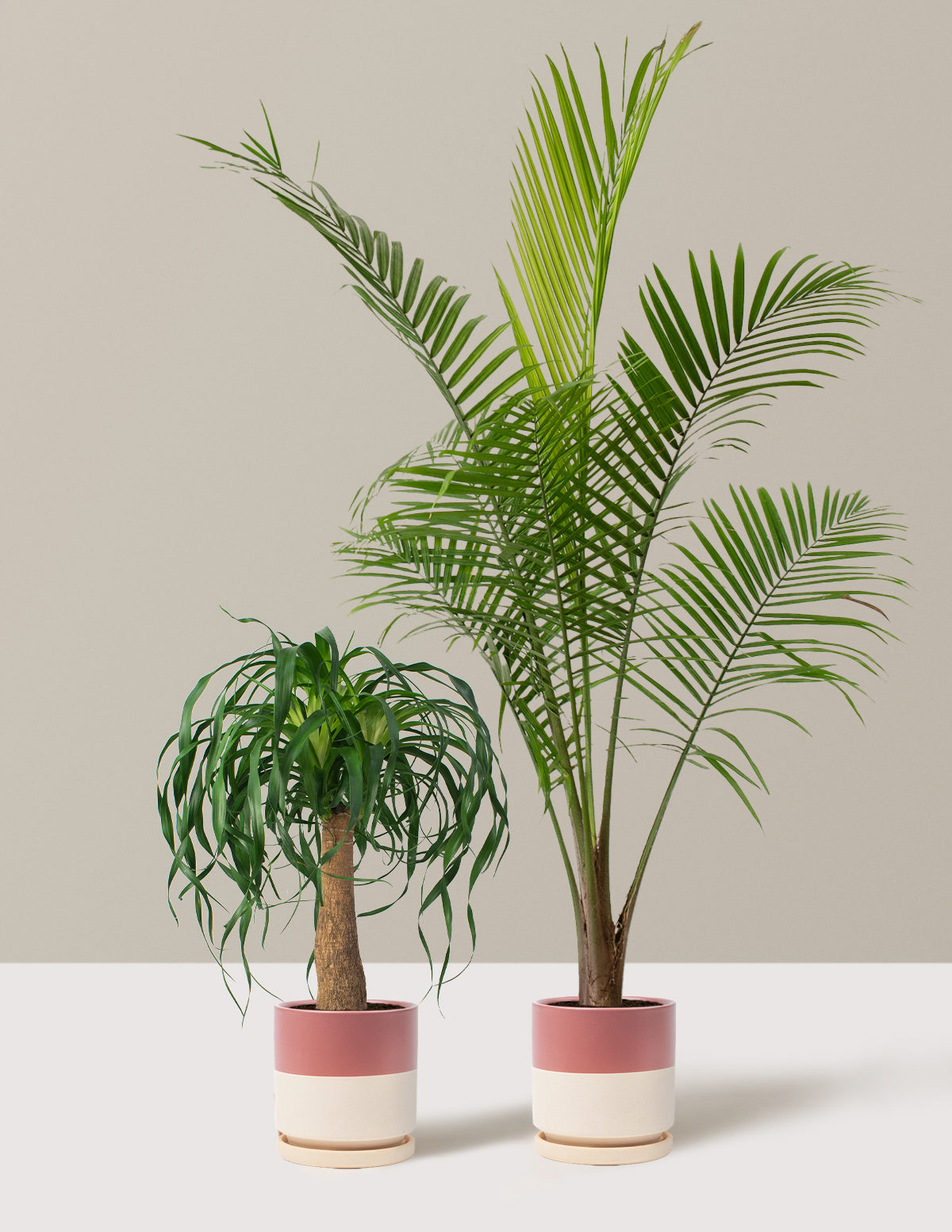 The Palm Bundle