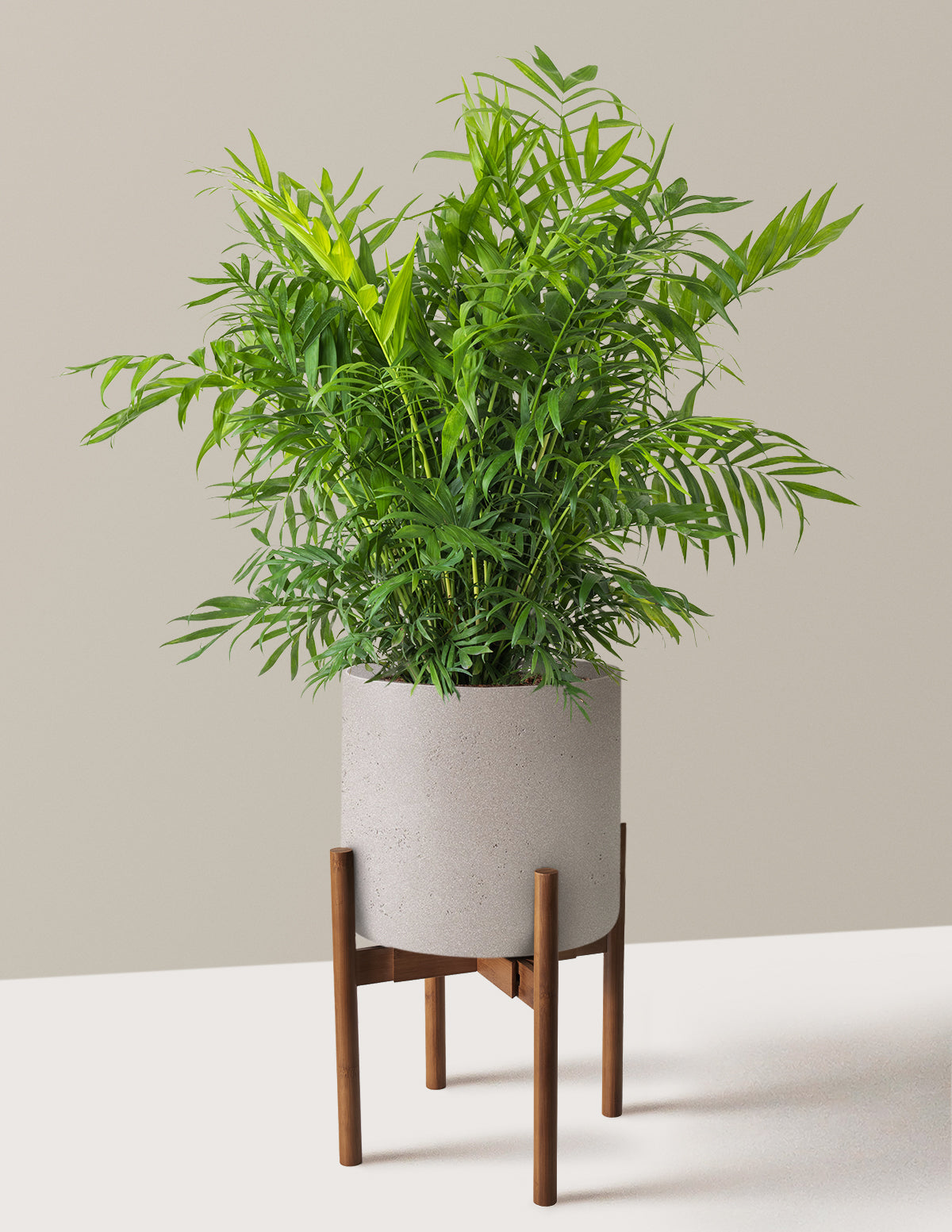 Parlor Palm